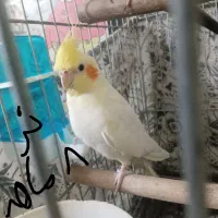 عروس هلندی مولد|پرنده|باقرشهر, |دیوار