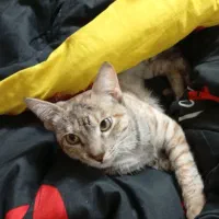 واگذاری گربه ماده