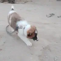 بعلت نداشتن جای مناسب