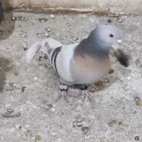 بهبونی دم سفید کله