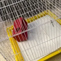 قفس|پرنده|اهواز, فاز ۱ پادادشهر|دیوار