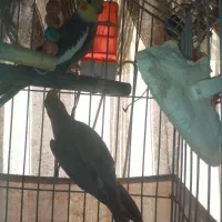 پرنده|پرنده|پاکدشت, پاکدشت (مامازند)|دیوار