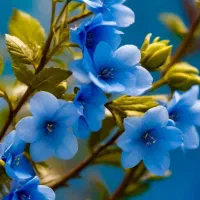 مال اسینم له جوجه سازی