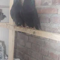 فروش کبوتر|پرنده|نقده, |دیوار