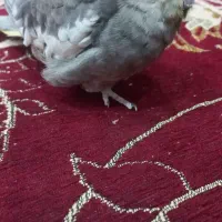 عروس گم شده|حیوانات|زنجان, |دیوار