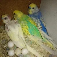 مرغ عشق ریمبو|پرنده|قم, شاه ابراهیم|دیوار