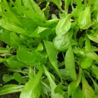 وانشاء کاهو محلی