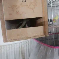 عروس هلندی با قفس کاسکو و جوجه|پرنده|کاشان, درب اصفهان|دیوار