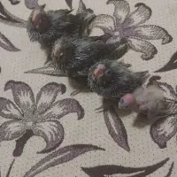 جوجه عروس هلندی