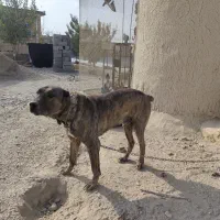 سگ نگهبان با نژاد دار|سگ|گلبهار, نوبهار|دیوار