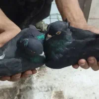 کبوتر پریشی
