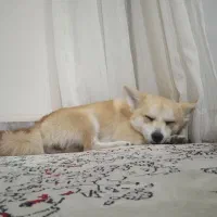 سگ‌گم‌شده