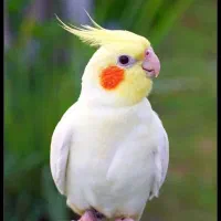 عروس هلندی گم شده