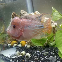 فروش فوری فلاور کامفا وارداتی به شرط سلامت