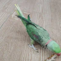 شاه طوطی اسکندر|پرنده|جهرم, |دیوار