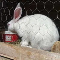 فروش خرگوش|موش و خرگوش|سلفچگان, |دیوار