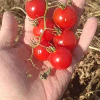 گوجه گیلاسی