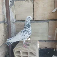 کفتر.کبوتر.رنگه پرشی به ظمانت همه قلدور