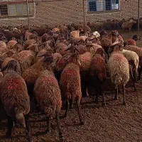 ۷۰عدد میش ۲۰عدد زاییده بقیه ابستن