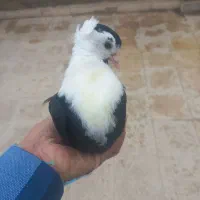 کفتر کبوتر کلاغ کربلایی کاکلی