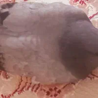 کبوتر چاهی بزرگ