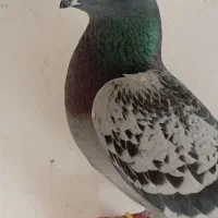 آلمان پرشی (جفتگاه)