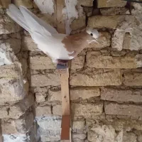 کبوتر ماده|پرنده|نوبندگان, |دیوار