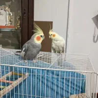 عروس هلندی نر و ماده|پرنده|مشهد, منزل آباد|دیوار
