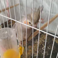 دو عدد طوطی عروس هلندی اهلی و خوشگل|پرنده|سبزوار, امیر کبیر|دیوار