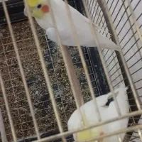 سه تاعروس هلندی لوتینو سالم همراه قفس تمام وسایل|پرنده|مشهد, شهید معقول|دیوار