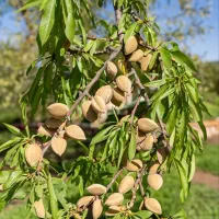 نهالـبــادام تــونو