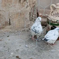 یه جفت دهن جور|پرنده|هشتگرد, تهران دشت|دیوار