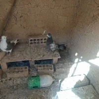 دوعدد گفتر یدونه ماده دوکت سیاه ویکی جوجه سرور|پرنده|کهریزک, |دیوار