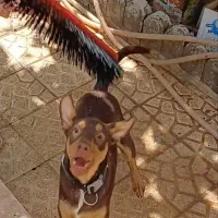 واگزاری سگ بزرگ به خانواده