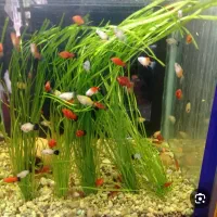 خانه و آشپزخانه