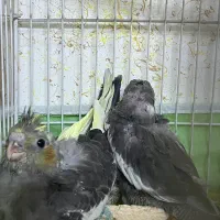 جوجه عروس سرلاکی