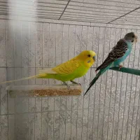 مرغ عشق مولد با جوجه