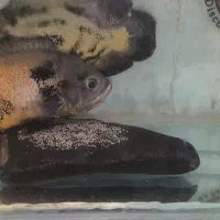 جفت ماهی اسکار