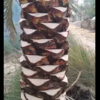 رامشیر.|خدمات باغبانی و درختکاری|رامشیر, |دیوار