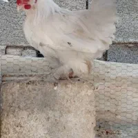 مرغ وخروس کوشین ومحلی 6عدد|حیوانات مزرعه|جهرم, |دیوار