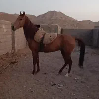 «یاغی خان»