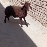 ۱عددبره ماده