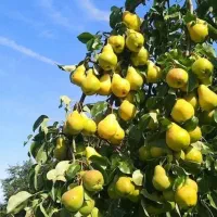 فروش انواع نهال های لیبل دار در نهالستان سهند|خدمات باغبانی و درختکاری|مشهد, راهنمایی|دیوار