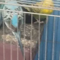 مرغ عشق و سهره