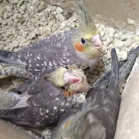 جوجه عروس هلندی