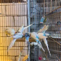 همه نوع مرغ عشق|پرنده|مشگین شهر, |دیوار