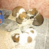 واگزاری رایگان توله