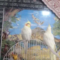 عروس هلندی جفت