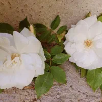 اجاره آپارتمان