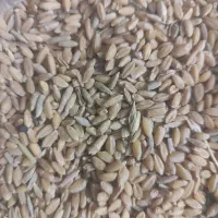 فروش گندم سرحد